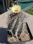 Preview: Astrophytum capricorne
